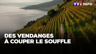 Vendanges  tyrolienne hélicoptère quand ramasser le raisin est un défi extrême [upl. by Yllop]