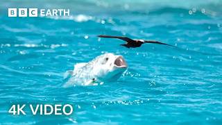 Natural Athletes Wildlife in Motion  BBC Earth [upl. by Harewood]