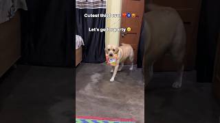 cutest thief 🤗  labra rubi  youtubeshorts shorts labrador dog cute viralsongs trending [upl. by Ainoda]