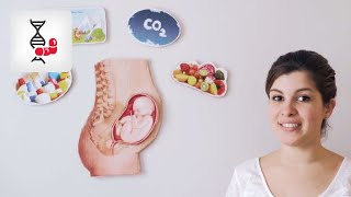 ScienceTube Femme enceinte et santé de lenfant [upl. by Kcinemod]