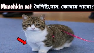 Munchkin cat price in bangladesh😄বাংলাদেশে বিড়ালের দাম😄 cat catprice ferdoustoukir [upl. by Akimal852]