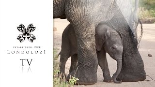 The First Footsteps of a Newborn Elephant Londolozi TV [upl. by Sikata]