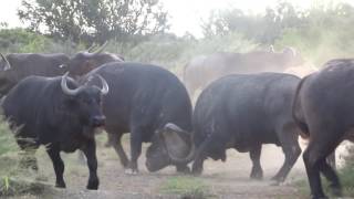 Buffalo fighting INTENSE  Nico Brits [upl. by Sirref]