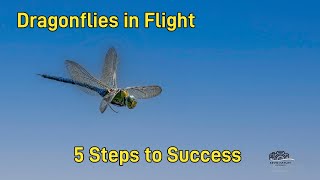 How to Photograph Dragonflies in Flight [upl. by Festatus744]