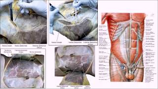 Introduzione alla dissezione dellAddome [upl. by Lonee]