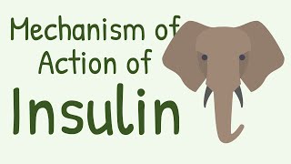 Mechanism of Action of Insulin [upl. by Zorana271]