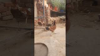 Quèen of stand up poultry short vido [upl. by Lodnar]