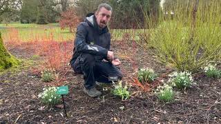 Snowdrops at Blarney [upl. by Leasim]