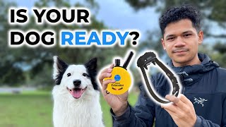 Is Your Dog Ready for ECollar Training [upl. by Atnod]