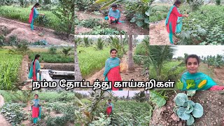 முதல் காய்🫑🥦🌿அறுவடை நம்ம சொந்த தோட்டத்தில்🥰👍vegetables harvest in our own landgarden harvest [upl. by Martinson]