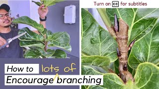 How to create multiple branches for your fiddle leaf fig ficus lyrata [upl. by Sev]