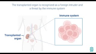 Prolonged transplant survival in preclinical models [upl. by Bathsheba405]