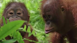 Orangutan Jungle School – New Dates Announcement [upl. by Brittain867]