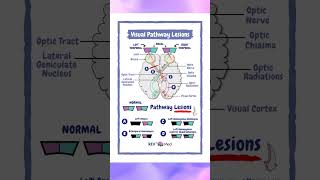 Visual Pathway [upl. by Wivina]