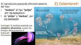 Regno degli ANIMALI  parte 2  INVERTEBRATI [upl. by Nenney410]