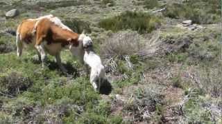 Bullterrier vs Cow [upl. by Sacha]