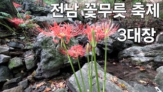 전남지역 꽃무릇축제 3대장♡별꽃농부91원예 amp 정원 Vlog [upl. by Swithbart]