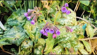 How to grow Pulmonaria  Lungworts coldhardy plants for pollinators and great groundcover in shade [upl. by Pachton]