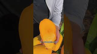 Satisfying fresh fruit mango apple fruit shorts [upl. by Alokin953]