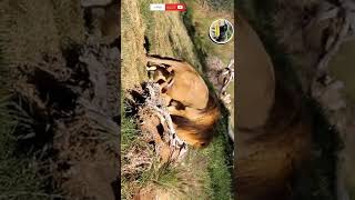 Lion and lioness mating successfully  Mating Lions shorts short shortvideo [upl. by Ordnagela]