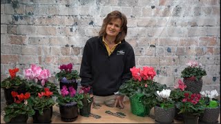 How to Care for a Cyclamen Plant ENGLISH GARDENS [upl. by Perkins]