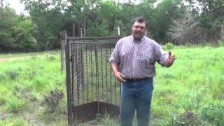 Trapping feral hogs Gates and Baits [upl. by Idmann]