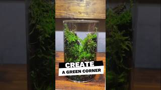 Create a green corner in your home with Terrarium terrarium design [upl. by Soilissav]