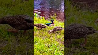 The Wood Duck Woody Returns To The Pond [upl. by Fitzpatrick]