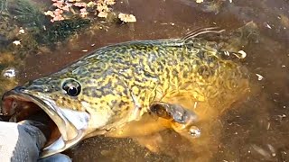 Bait fishing for Murray Cod on the Gunbower Creek [upl. by Latham]