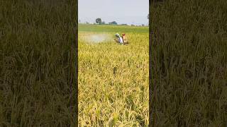 Spraying mitox Hexythiazox to control mites amppestcontrolpaddy timetocut rice bpt shorts 😊 [upl. by Auguste556]