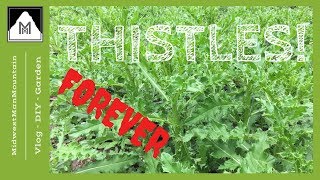 How to Grow Thistles  Complete Growing Guide [upl. by Brandie104]