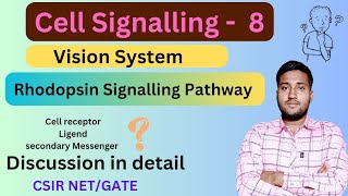 Rhodopsin Signalling Transduction Pathway  Rhodopsin GPCR Pathway  Rhodopsin Signalling Pathway [upl. by Bronny556]