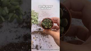 repotting graptopetalum [upl. by Inaleon316]