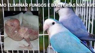 Como Eliminar bactérias e fungos no papo das aves [upl. by Fesuoy]