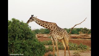 Lake Manyara Nationalpark  Tanzania Reisevideo [upl. by Nyrroc153]