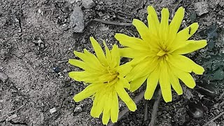 Taraxacum minimum ή Ταραξάκο το ελάχιστο [upl. by Oswell769]