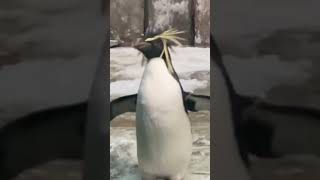 Have you seen a Macaroni penguin [upl. by Aikmat240]