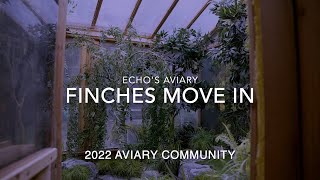 Aviary Update 2022 Finches have moved into the Aviary [upl. by Tikna]