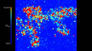 Retinal waves recorded from a mouse explanted retina at postnatal day 11 [upl. by Nytsirt]