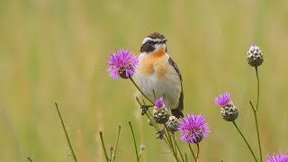 Bramborníček hnědý Saxicola rubetra Whinchat Braunkehlchen [upl. by Bysshe]