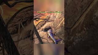 day 2 to find a legendary egg 190 ark arksurvivalevolved [upl. by Lilian825]