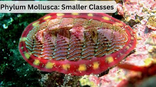 Mollusca Smaller Classes [upl. by Alesram899]