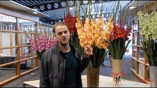 Gladiolus  Flower Vlog 7 [upl. by Laurene]