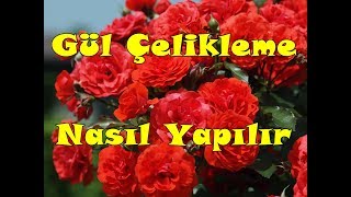 Gül Köklendirme Ayrıntılı Anlatım [upl. by Wardle]