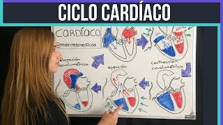 CICLO CARDÍACO ¡fácil explicación  Mentes Médicas [upl. by Trudi695]