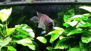 T Bar Cichlid Cryptoheros sajica Is Recovering From An Injury [upl. by Domini]