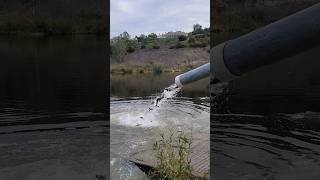 Trout Stocking at the Local Lakes [upl. by Niala]