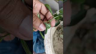 Lemon insect ne ye kya kiya👍 [upl. by Leoj]