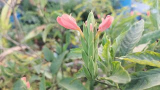 How to Pest Control in Crossandra Plant  Kanakambaram plant  Terrace gardening [upl. by Adnael]