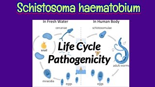 Life Cycle amp Pathogenicity of Schistosoma haematobium  Pathogenic Lesions of Schistosoma [upl. by Ataga]